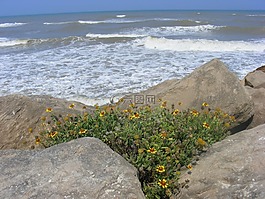 海,懸崖,花卉