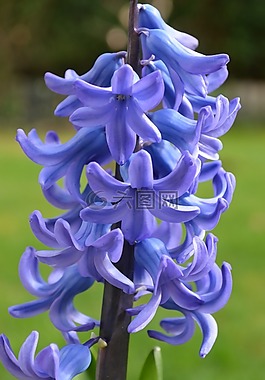 風信子,藍色,開花