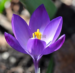 藏紅花,花,開花