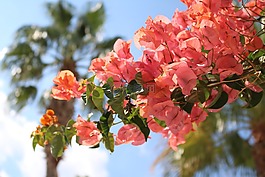 葉子花,鮮花,地中海