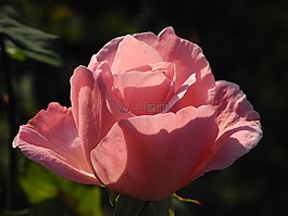 玫瑰,粉紅色,開花