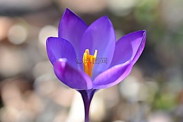 藏紅花,花,開花