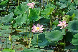 蓮花,粉紅色,花