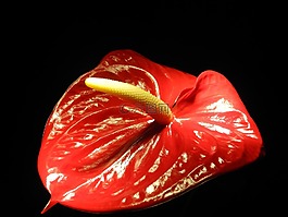 的anturium,开花,红色