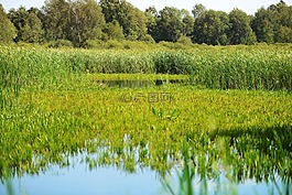 湖,七嘴八舌,沼泽