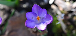 藏紅花,花,開花