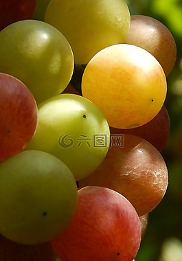 葡萄,水果,自然