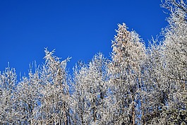 冬天,樹(shù)木,雪