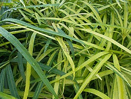 花園,植物,秋