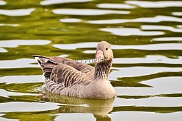 野鵝,鵝,鳥