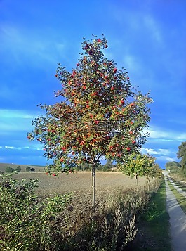 樹(shù),秋季,漿果