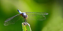蜻蜓,昆蟲,自然