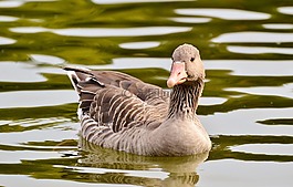野鵝,鵝,鳥
