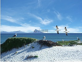 海,海鷗,多米尼加共和國(guó)海鷗