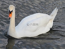 疣鼻天鵝,天鵝 olor,天鵝