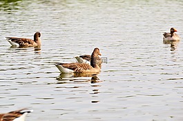 野鵝,鵝,鳥
