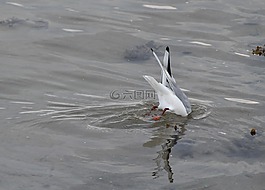 嘴鸥,chroicocephalus ridibundus,鸟类
