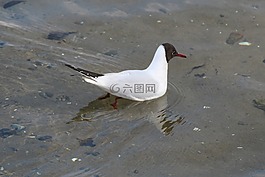 嘴鸥,chroicocephalus ridibundus,鸟类