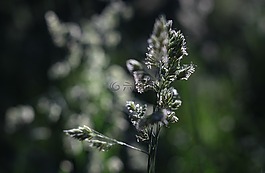 雜草,藍色,光