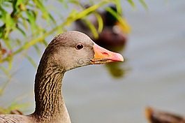 野鵝,鵝,鳥