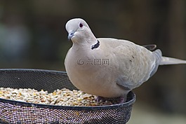 鴿子,領,鳥