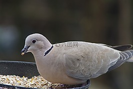 鴿子,領,鳥