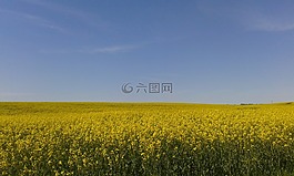 油菜,字段,夏季