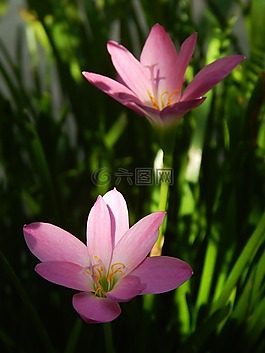 開花,花,盛開