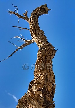 树,风景,大自然