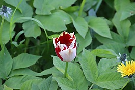 郁金香,春天,開花