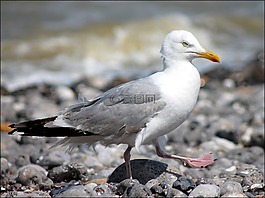 海鷗,鳥,鷗
