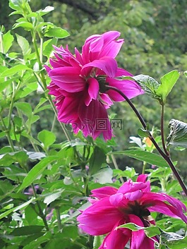 花,粉紅色,紫紅色