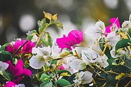 花,植物區(qū)系,自然