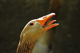 鵝,橙色,一群