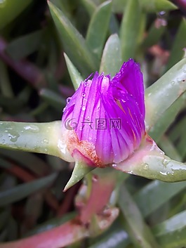 花,鮮花,性質(zhì)