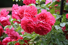 玫瑰,粉色,鮮花