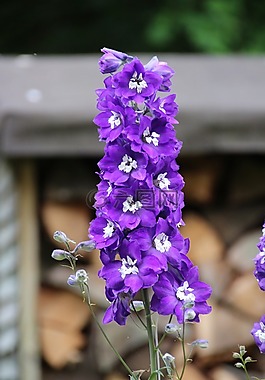 花,紫,蠟燭