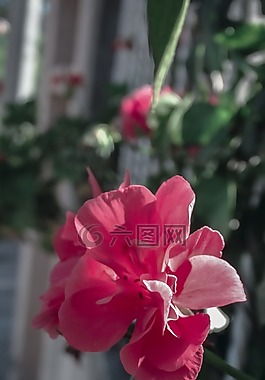 紅色的,鮮花,粉紅色的花