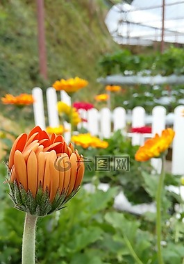 花,非洲菊,橙色