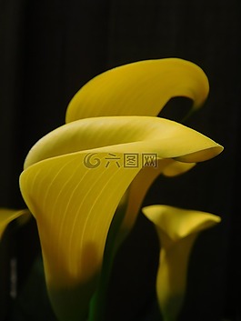 百合,馬蹄蓮,花
