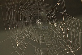 蜘蛛網(wǎng),蜘蛛,web