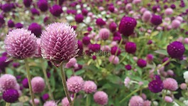鮮花,春,花園