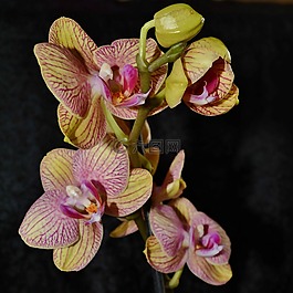 蘭花,花,黃色