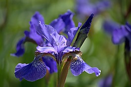 花,虹膜,紫