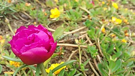 鮮花,春,花園