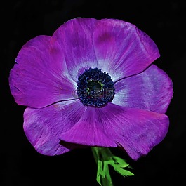 紫色花,花,花瓣