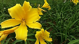 莉莉,鮮花,黃色