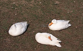 鴨,3,三