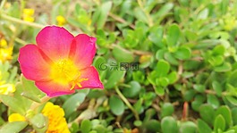 鮮花,春,花園