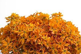 橙色,鮮花,盛開